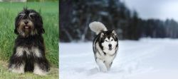 Cao da Serra de Aires vs Siberian Husky - Breed Comparison