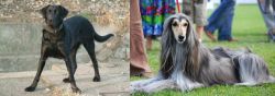 Cao de Castro Laboreiro vs Afghan Hound - Breed Comparison