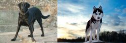 Cao de Castro Laboreiro vs Alaskan Husky - Breed Comparison