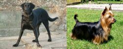 Cao de Castro Laboreiro vs Australian Silky Terrier - Breed Comparison