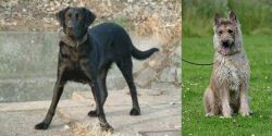 Cao de Castro Laboreiro vs Belgian Shepherd Dog (Laekenois) - Breed Comparison