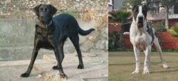 Cao de Castro Laboreiro vs Bully Kutta - Breed Comparison
