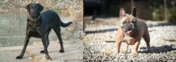Cao de Castro Laboreiro vs French Bulldog - Breed Comparison