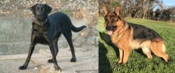 Cao de Castro Laboreiro vs German Shepherd - Breed Comparison
