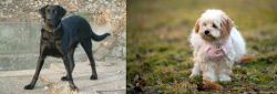 Cao de Castro Laboreiro vs West Highland White Terrier - Breed Comparison