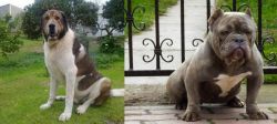 Cao de Gado Transmontano vs American Bully - Breed Comparison
