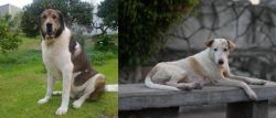 Cao de Gado Transmontano vs Askal - Breed Comparison