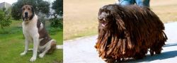 Cao de Gado Transmontano vs Bergamasco - Breed Comparison