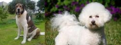 Cao de Gado Transmontano vs Bichon Frise - Breed Comparison