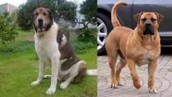 Cao de Gado Transmontano vs Boerboel - Breed Comparison