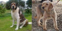 Cao de Gado Transmontano vs Bosnian Coarse-Haired Hound - Breed Comparison
