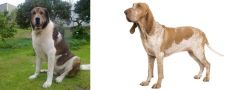 Cao de Gado Transmontano vs Bracco Italiano - Breed Comparison