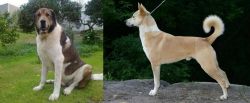 Cao de Gado Transmontano vs Canaan Dog - Breed Comparison