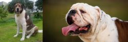 Cao de Gado Transmontano vs English Bulldog - Breed Comparison