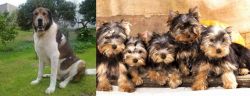Cao de Gado Transmontano vs Yorkshire Terrier - Breed Comparison