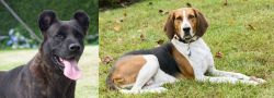 Cao Fila de Sao Miguel vs American English Coonhound - Breed Comparison