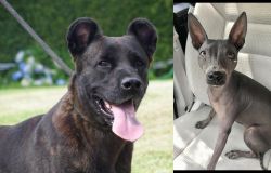 Cao Fila de Sao Miguel vs American Hairless Terrier - Breed Comparison