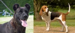 Cao Fila de Sao Miguel vs Artois Hound - Breed Comparison