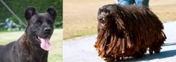 Cao Fila de Sao Miguel vs Bergamasco - Breed Comparison