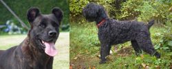 Cao Fila de Sao Miguel vs Black Russian Terrier - Breed Comparison