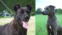 Cao Fila de Sao Miguel vs Blue Lacy - Breed Comparison