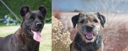 Cao Fila de Sao Miguel vs Border Terrier - Breed Comparison