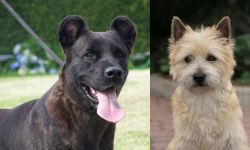 Cao Fila de Sao Miguel vs Cairn Terrier - Breed Comparison