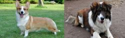 Cardigan Welsh Corgi vs Aidi - Breed Comparison