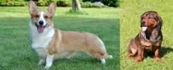 Cardigan Welsh Corgi vs Alpine Dachsbracke - Breed Comparison