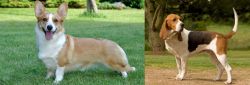 Cardigan Welsh Corgi vs Artois Hound - Breed Comparison