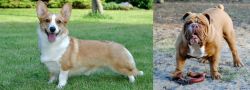 Cardigan Welsh Corgi vs Australian Bulldog - Breed Comparison