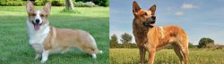 Cardigan Welsh Corgi vs Australian Red Heeler - Breed Comparison