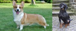 Cardigan Welsh Corgi vs Austrian Black and Tan Hound - Breed Comparison