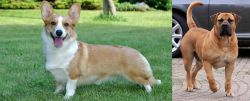 Cardigan Welsh Corgi vs Boerboel - Breed Comparison