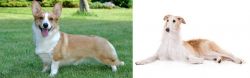 Cardigan Welsh Corgi vs Borzoi - Breed Comparison