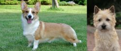 Cardigan Welsh Corgi vs Cairn Terrier - Breed Comparison