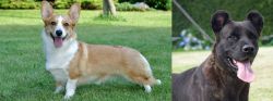 Cardigan Welsh Corgi vs Cao Fila de Sao Miguel - Breed Comparison