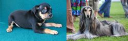 Carlin Pinscher vs Afghan Hound - Breed Comparison