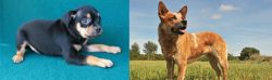 Carlin Pinscher vs Australian Red Heeler - Breed Comparison