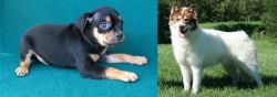 Carlin Pinscher vs Canadian Eskimo Dog - Breed Comparison