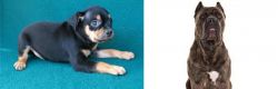 Carlin Pinscher vs Cane Corso - Breed Comparison