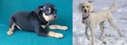 Carlin Pinscher vs Poodle - Breed Comparison