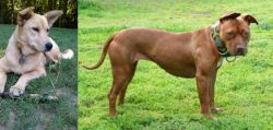 Carolina Dog vs American Pit Bull Terrier - Breed Comparison