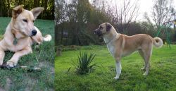 Carolina Dog vs Anatolian Shepherd - Breed Comparison