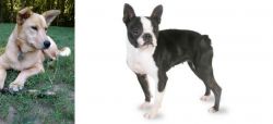 Carolina Dog vs Boston Terrier - Breed Comparison