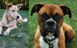 Carolina Dog vs Boxer - Breed Comparison