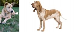 Carolina Dog vs Bracco Italiano - Breed Comparison