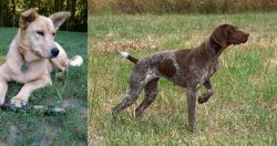Carolina Dog vs Braque Francais - Breed Comparison