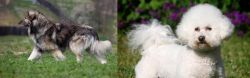 Carpatin vs Bichon Frise - Breed Comparison