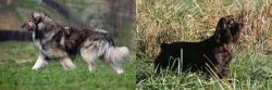 Carpatin vs Boykin Spaniel - Breed Comparison